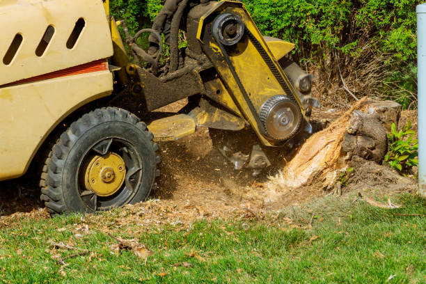 How Our Tree Care Process Works  in  Coventry Lake, CT
