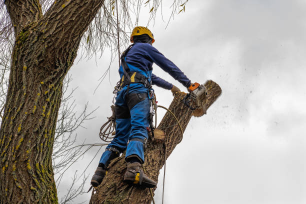Best Hazardous Tree Removal  in Coventry Lake, CT